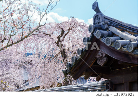 醍醐寺　総門の枝垂れ桜 133972925