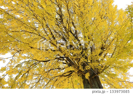 交流/観光拠点施設 喰丸小の大イチョウ／福島県 昭和村 133973085