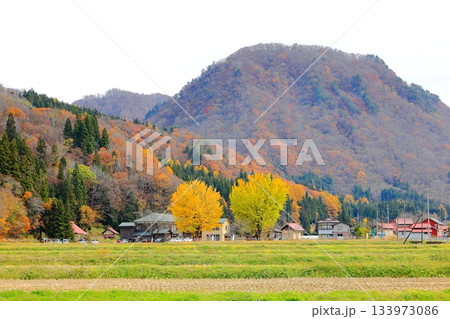 交流/観光拠点施設 喰丸小の大イチョウ／福島県 昭和村 133973086
