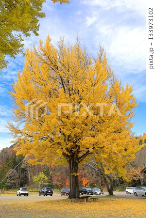 交流/観光拠点施設 喰丸小の大イチョウ／福島県 昭和村 133973102