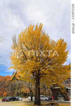 交流/観光拠点施設 喰丸小の大イチョウ／福島県 昭和村 133973105