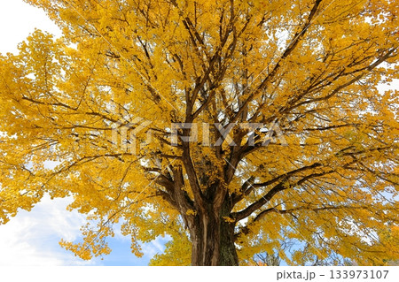 交流/観光拠点施設 喰丸小の大イチョウ/福島県 昭和村 交流/観光拠点施設 喰丸小の大イチョウ/福島県 昭和村 133973107