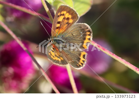 秋の庭に咲くピンク色の千日紅の花の蜜を吸うベニシジミ蝶 133973123
