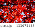 真っ赤な紅葉 133973138