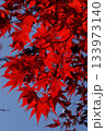 真っ赤な紅葉 133973140