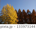 青空を背景にして、黄葉したイチョウの樹の並木を撮影しました 133973144