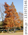 紅葉したメタセコイアの大木 133973146