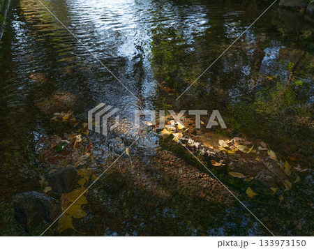 塩井社水源の風景、紅葉が浮かぶ風景 塩井社水源の風景、紅葉が浮かぶ風景 133973150