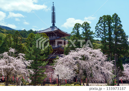 京都醍醐寺　五重塔と枝垂れ桜 133973187