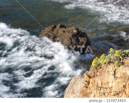 晩秋の伊勢志摩　荒波押し寄せる安乗岬に咲くイソギク 133973403