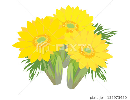 福寿草のイラスト 133973420
