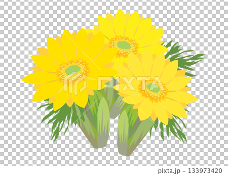 福寿草のイラスト 133973420