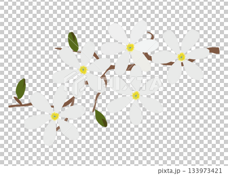 木蘭花插圖 木蘭花插圖 133973421