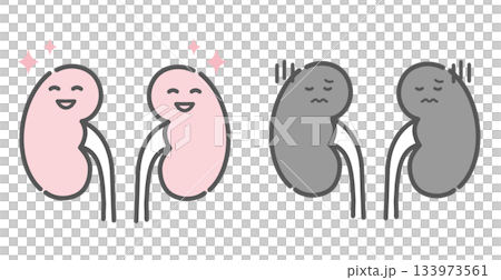健康な腎臓と不調な腎臓の比較イラスト（キャラクター） 133973561