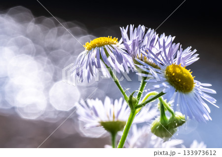 貧乏菊の咲く頃 133973612