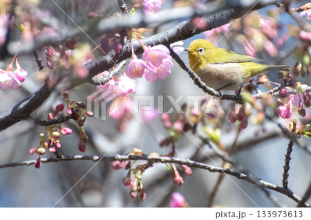 河津桜とメジロ 河津桜とメジロ 133973613
