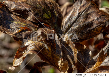 シャクヤクの枯葉造形【芍薬】 133973651