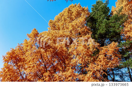 青空を背にした紅葉しているメタセコイア【化石植物】 青空を背にした紅葉しているメタセコイア【化石植物】 133973665