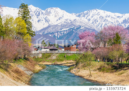 春の長野県白馬村　桜の名所　大出公園 133973724