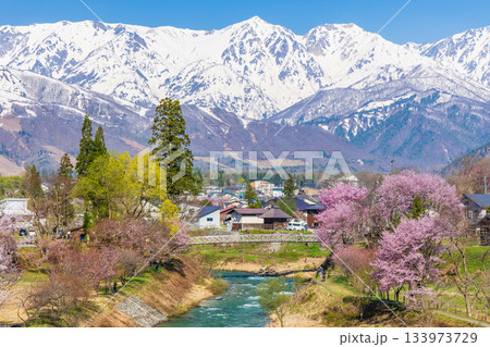 春の長野県白馬村　桜の名所　大出公園 133973729