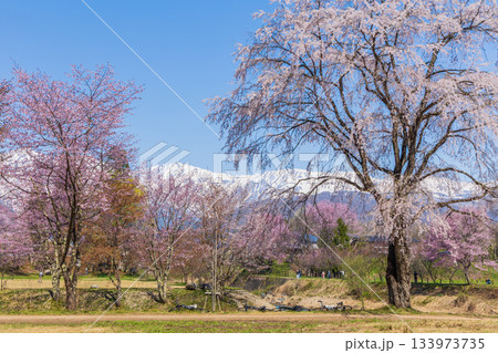 春の長野県白馬村 桜の名所 大出公園 春の長野県白馬村 桜の名所 大出公園 133973735