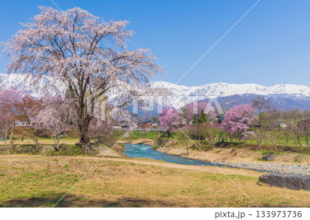 春の長野県白馬村 桜の名所 大出公園 春の長野県白馬村 桜の名所 大出公園 133973736