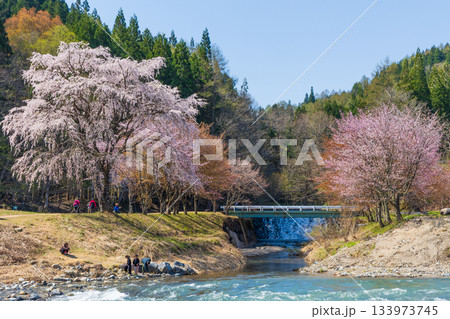 春の長野県白馬村　桜の名所　大出公園 133973745