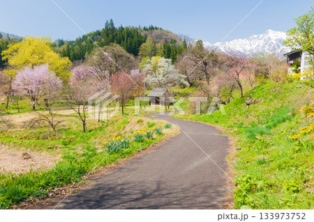 春の長野県白馬村 桜の名所 大出公園 春の長野県白馬村 桜の名所 大出公園 133973752
