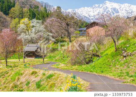春の長野県白馬村　桜の名所　大出公園 133973753