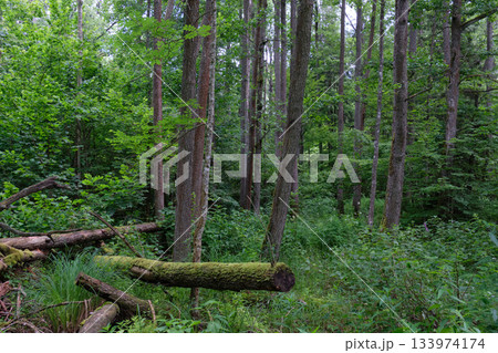 Dense mixed forest with lush understory and natural vegetation in summer light Dense mixed forest with lush understory and natural vegetation in summer light 133974174