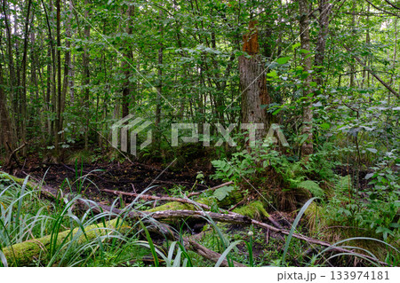 Late summer rich deciduous alder carr stand with Sweet Flag in foreground 133974181