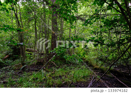 Late summer rich deciduous stand with old trees and lush foliage 133974182