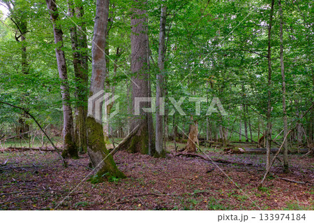 Summertime deciduous forest with broken old tree 133974184