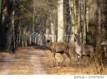 Deers crossing a sunlit woodland trail 133974262