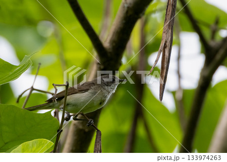 Lesser whitethroat (Sylvia curruca) perched on a leafy branch Lesser whitethroat (Sylvia curruca) perched on a leafy branch 133974263