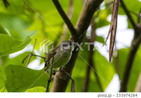 Lesser whitethroat (Sylvia curruca) perched on a leafy branch Lesser whitethroat (Sylvia curruca) perched on a leafy branch 133974264