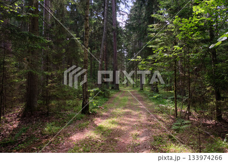 Dense mixed forest with lush understory and natural vegetation in summer light Dense mixed forest with lush understory and natural vegetation in summer light 133974266