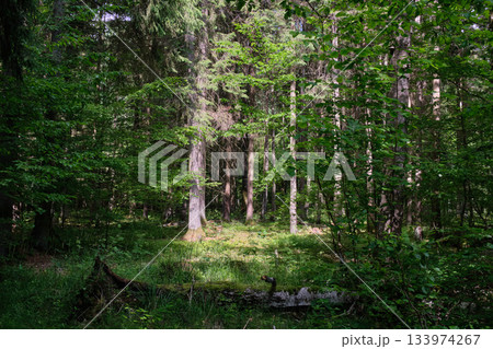 Dense mixed forest with lush understory and natural vegetation in summer light 133974267