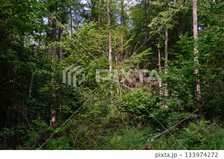 Dense mixed forest with lush understory and natural vegetation in summer light 133974272