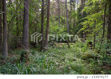Dense mixed forest with lush understory and natural vegetation in summer light 133974277