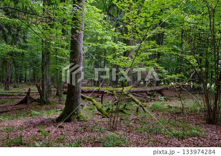 Summertime deciduous forest with broken old tree 133974284