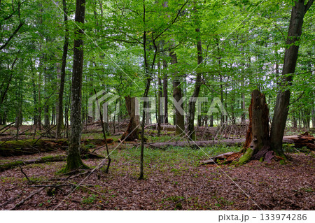 Summertime deciduous forest with broken old tree Summertime deciduous forest with broken old tree 133974286