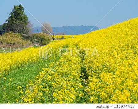 渡良瀬遊水地の菜の花 渡良瀬遊水地の菜の花 133974415