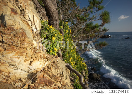 晩秋の伊勢志摩 荒波押し寄せる安乗岬に咲くイソギク 晩秋の伊勢志摩 荒波押し寄せる安乗岬に咲くイソギク 133974418