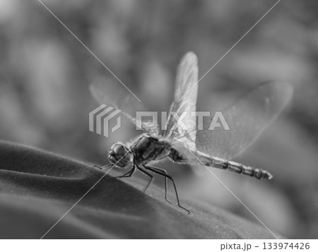 モノクロ、飛び立つトンボ 133974426