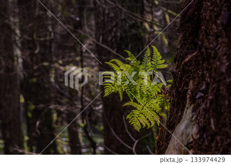 Young green fern growing on tree trunk Young green fern growing on tree trunk 133974429