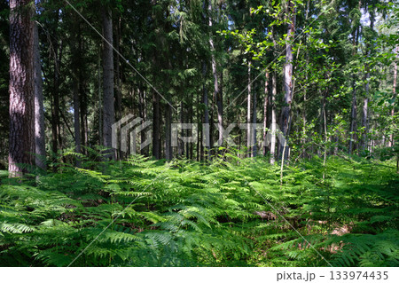Dense mixed forest with lush understory and natural vegetation in summer light 133974435