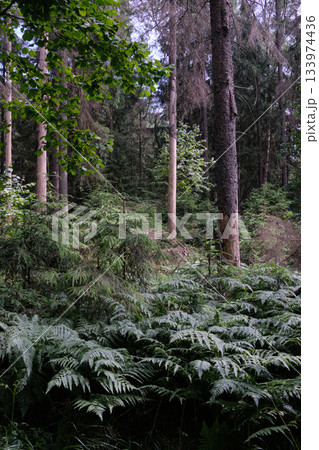 Dense mixed forest with lush understory and natural vegetation in summer light Dense mixed forest with lush understory and natural vegetation in summer light 133974436