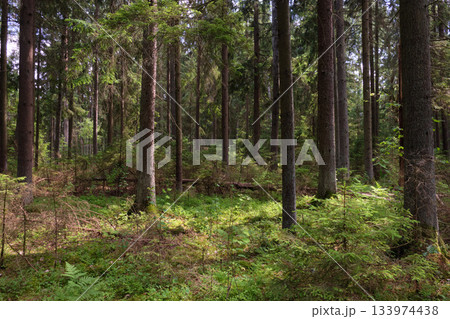Dense mixed forest with lush understory and natural vegetation in summer light 133974438