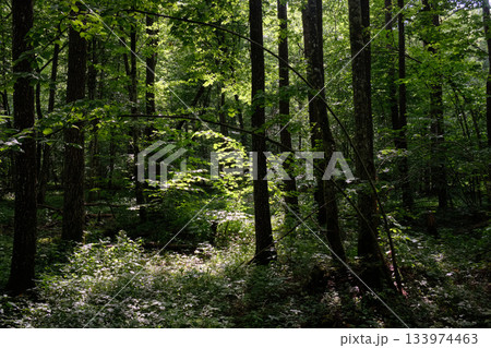 Springtime deciduous stand with old trees 133974463